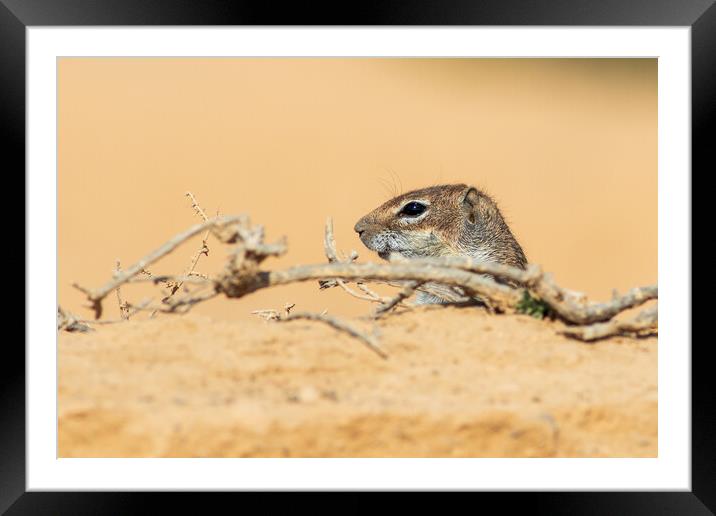  Barbary ground squirrel Framed Mounted Print by chris smith