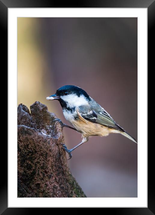 Coal tit (Periparus ater) Framed Mounted Print by chris smith