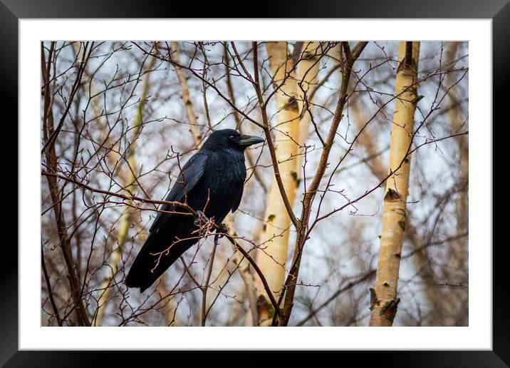 Carrion crow (Corvus corone) Framed Mounted Print by chris smith