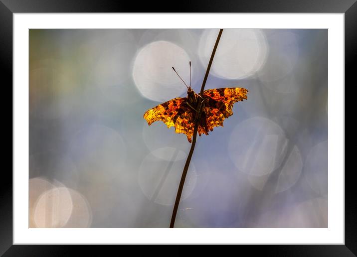 Comma (Polygonia c-album) Framed Mounted Print by chris smith