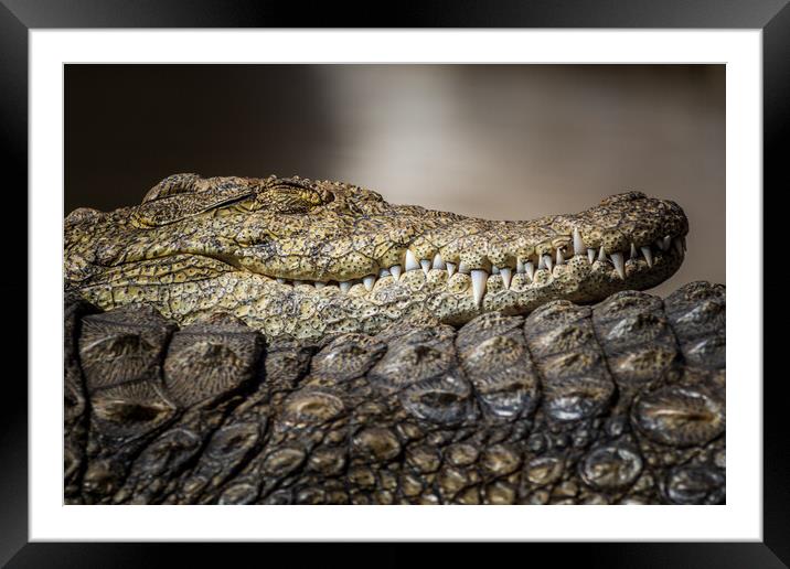 A large dangerous Crocodile  Framed Mounted Print by chris smith
