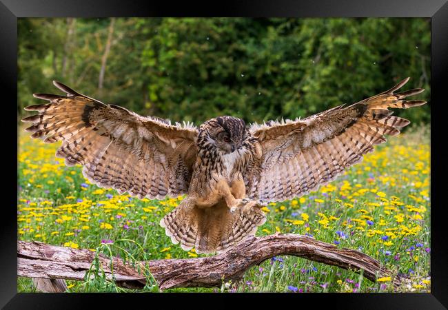 Eagle owl  (Bubo bubo) Framed Print by chris smith