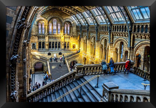 Natural history museum London Framed Print by chris smith