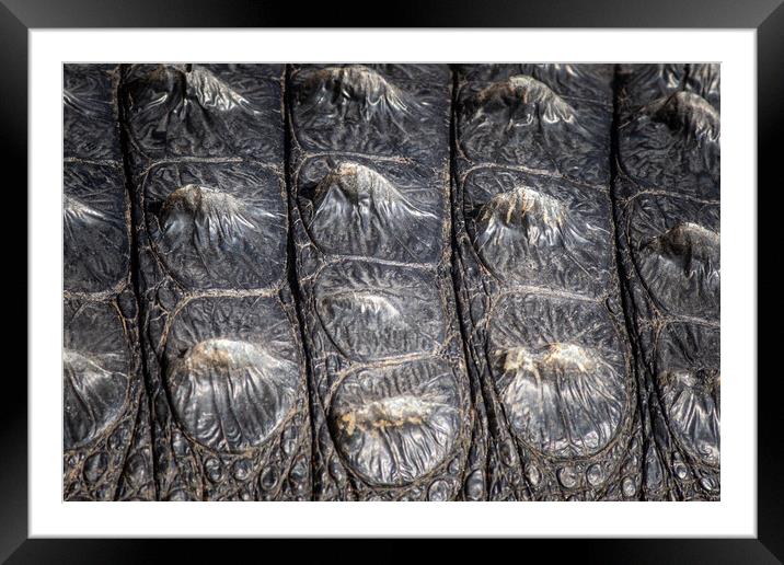 Crocodile Background Framed Mounted Print by chris smith