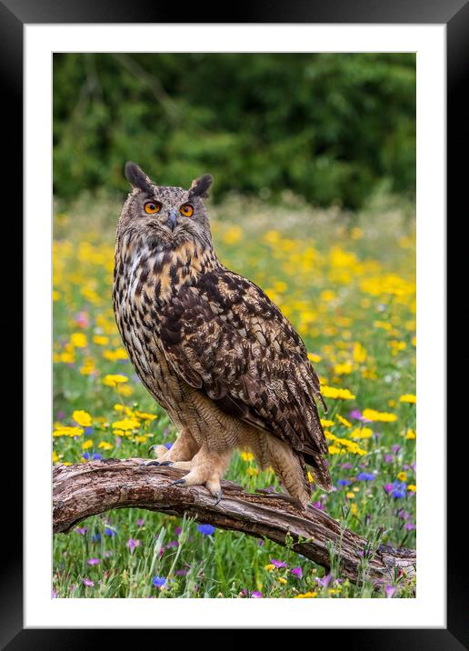 Eagle owl  (Bubo bubo) perched  Framed Mounted Print by chris smith