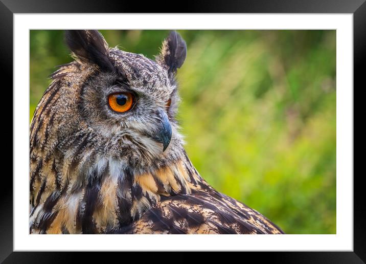 Eagle owl  (Bubo bubo) Framed Mounted Print by chris smith