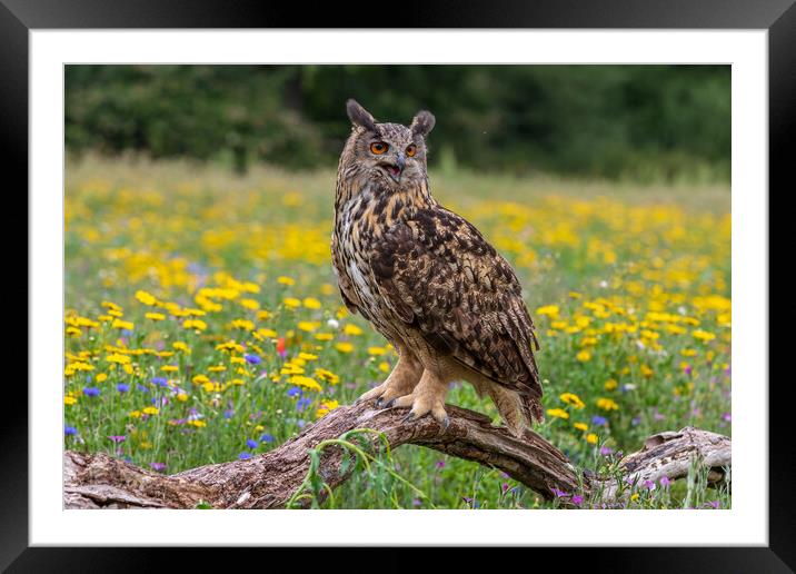 Eagle owl  (Bubo bubo) perched  Framed Mounted Print by chris smith