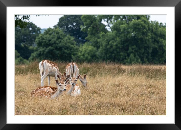 Fallow deer (Dama dama) Framed Mounted Print by chris smith