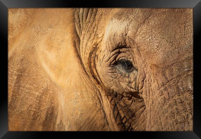 Elephant Framed Print by chris smith