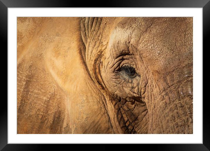 Elephant Framed Mounted Print by chris smith