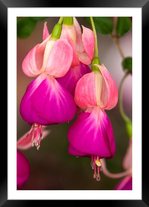 Fuchsia Framed Mounted Print by chris smith