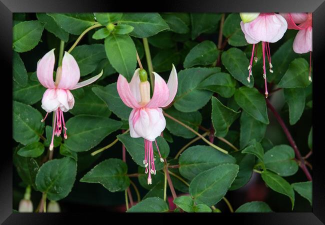 Fuchsia (Claudia) Framed Print by chris smith