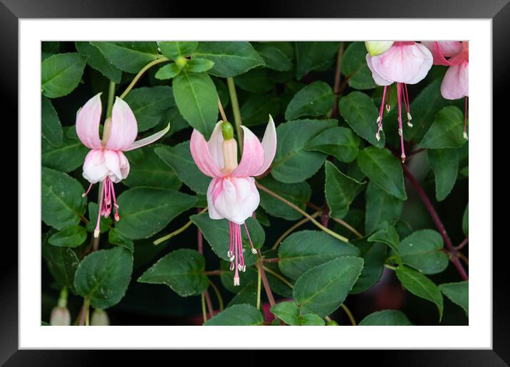 Fuchsia (Claudia) Framed Mounted Print by chris smith