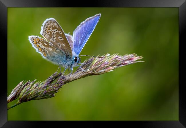 Common Blue butterfly (Polyommatus icarus) Framed Print by chris smith