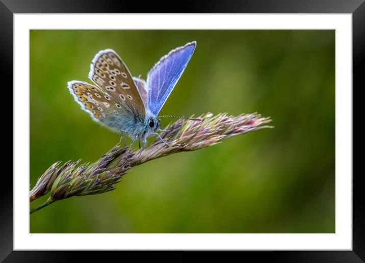 Common Blue butterfly (Polyommatus icarus) Framed Mounted Print by chris smith