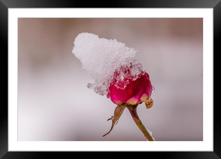 Red rose with snow Framed Mounted Print by chris smith
