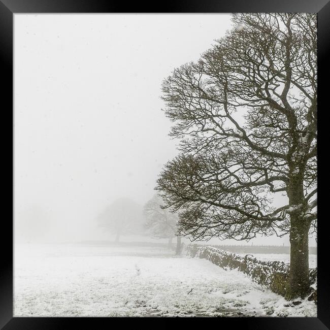 lone tree  Framed Print by chris smith