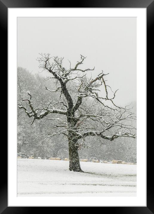 lone tree  Framed Mounted Print by chris smith