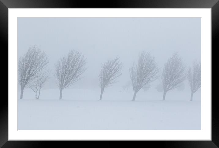 Trees in the snow Framed Mounted Print by chris smith