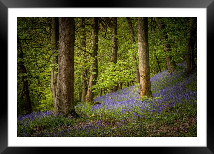 Bluebells (Hyacinthoides non-scripta)  Framed Mounted Print by chris smith