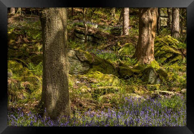 Bluebells (Hyacinthoides non-scripta)  Framed Print by chris smith