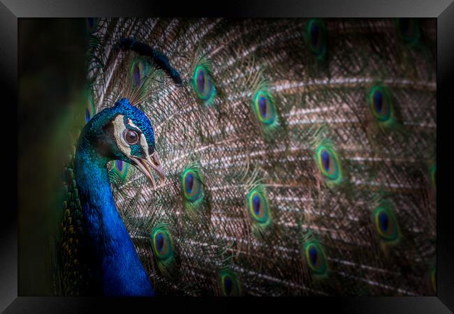 Peacock  Framed Print by chris smith