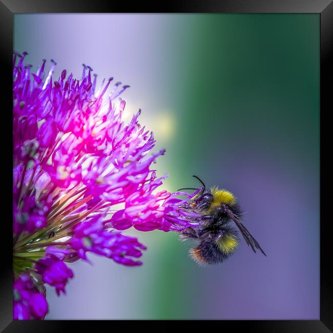 Allium with a bee Framed Print by chris smith