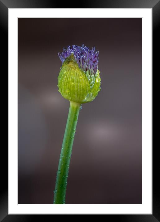 Allium Framed Mounted Print by chris smith