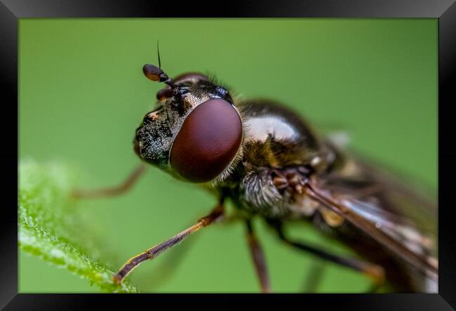 Fly Framed Print by chris smith