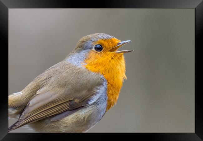 Robin Framed Print by chris smith