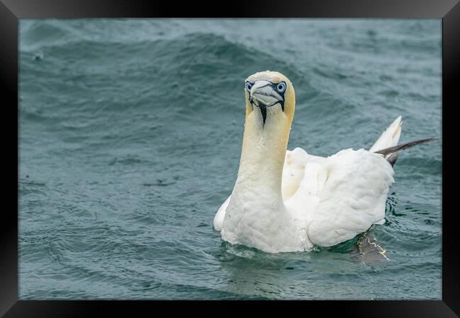 Gannet Framed Print by chris smith