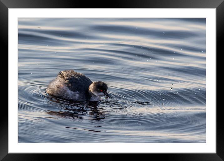 Black-necked Grebe  Framed Mounted Print by chris smith