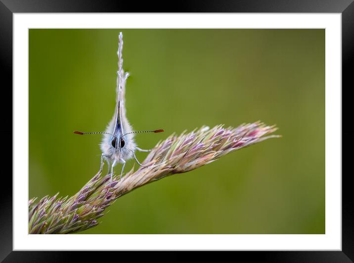 Common blue butterfly  Framed Mounted Print by chris smith