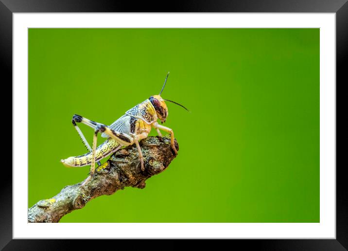 Locust Framed Mounted Print by chris smith