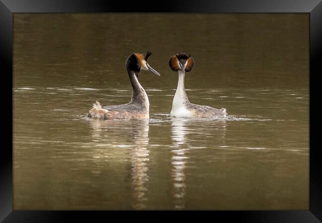 Great crested grebe (Podiceps cristatus) Framed Print by chris smith