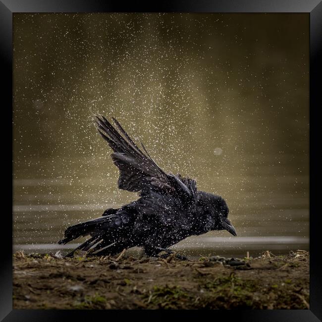 Carrion crow  (Corvus corone) Framed Print by chris smith
