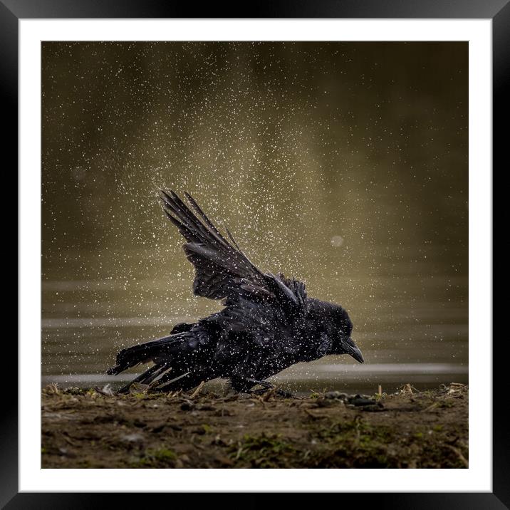 Carrion crow  (Corvus corone) Framed Mounted Print by chris smith