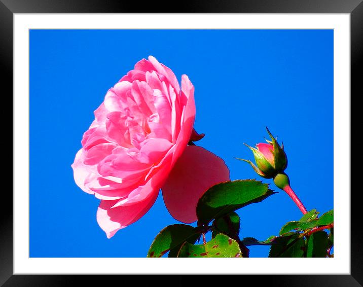 Pink rose  Framed Mounted Print by diane daglish