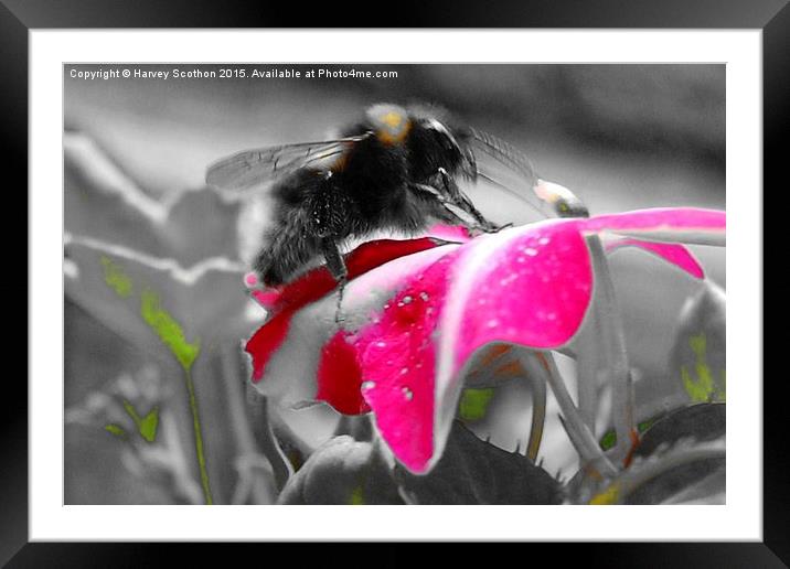  BIZZY BIZZY BUMBLE BEE Framed Mounted Print by Harvey  Scothon 