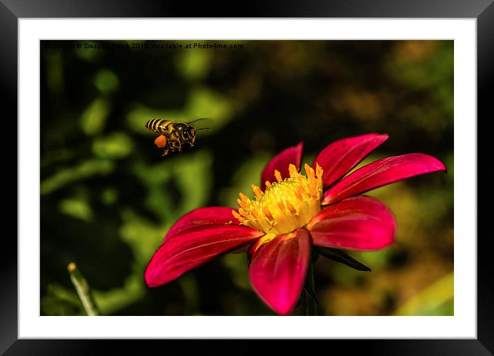  Bee, Pollen & Rudbeckia Framed Mounted Print by Swapan Banik