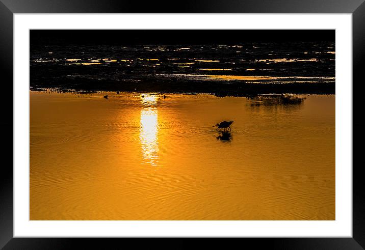 Evening drink with Pied avocet Framed Mounted Print by Swapan Banik