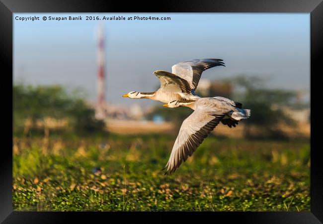 Bar headed goose Framed Print by Swapan Banik