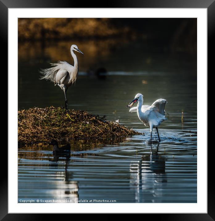 Egret with fish in mouth Framed Mounted Print by Swapan Banik