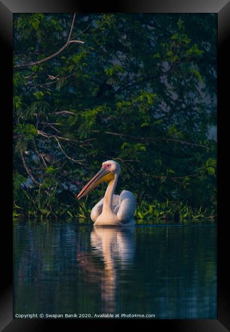 Great white pelican swimming Framed Print by Swapan Banik