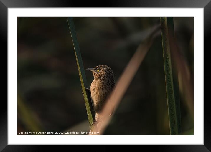 Striated Babbler perched  Framed Mounted Print by Swapan Banik