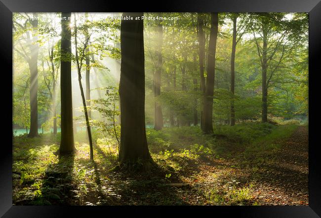 Sun Rays in the Woods Framed Print by Stewart Mckeown