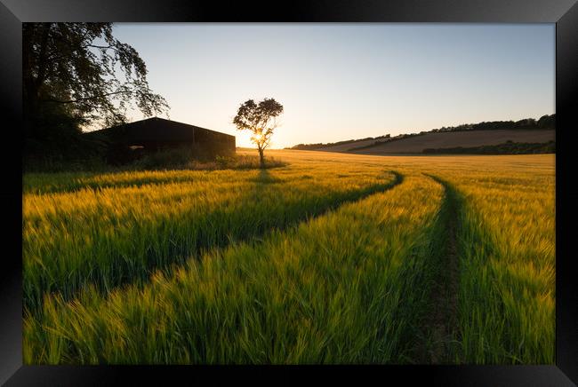 Barley field Sunstar Framed Print by Stewart Mckeown