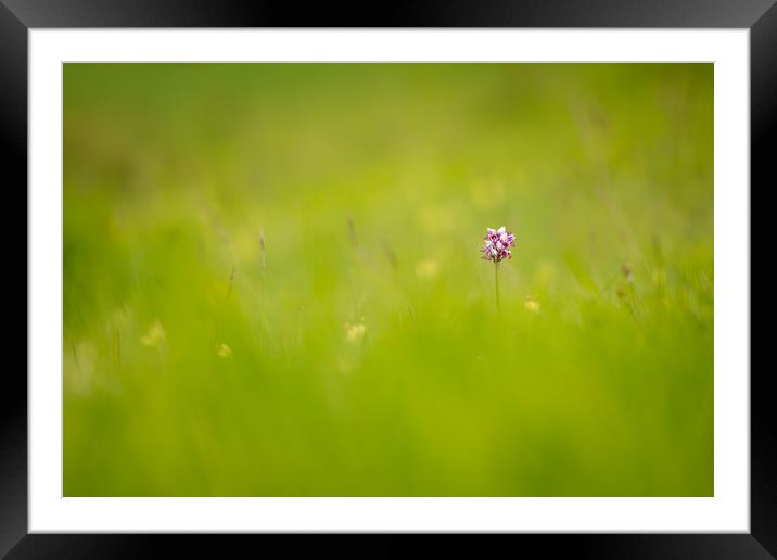 Monkey orchid in the meadow Framed Mounted Print by Stewart Mckeown