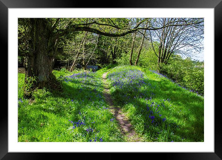  Walking through Bluebells Framed Mounted Print by Mark Ollier