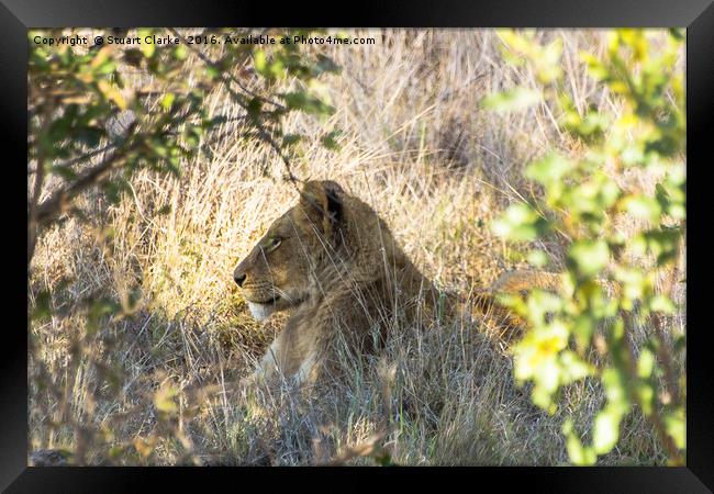 Serene South African Lioness Framed Print by Stuart Clarke